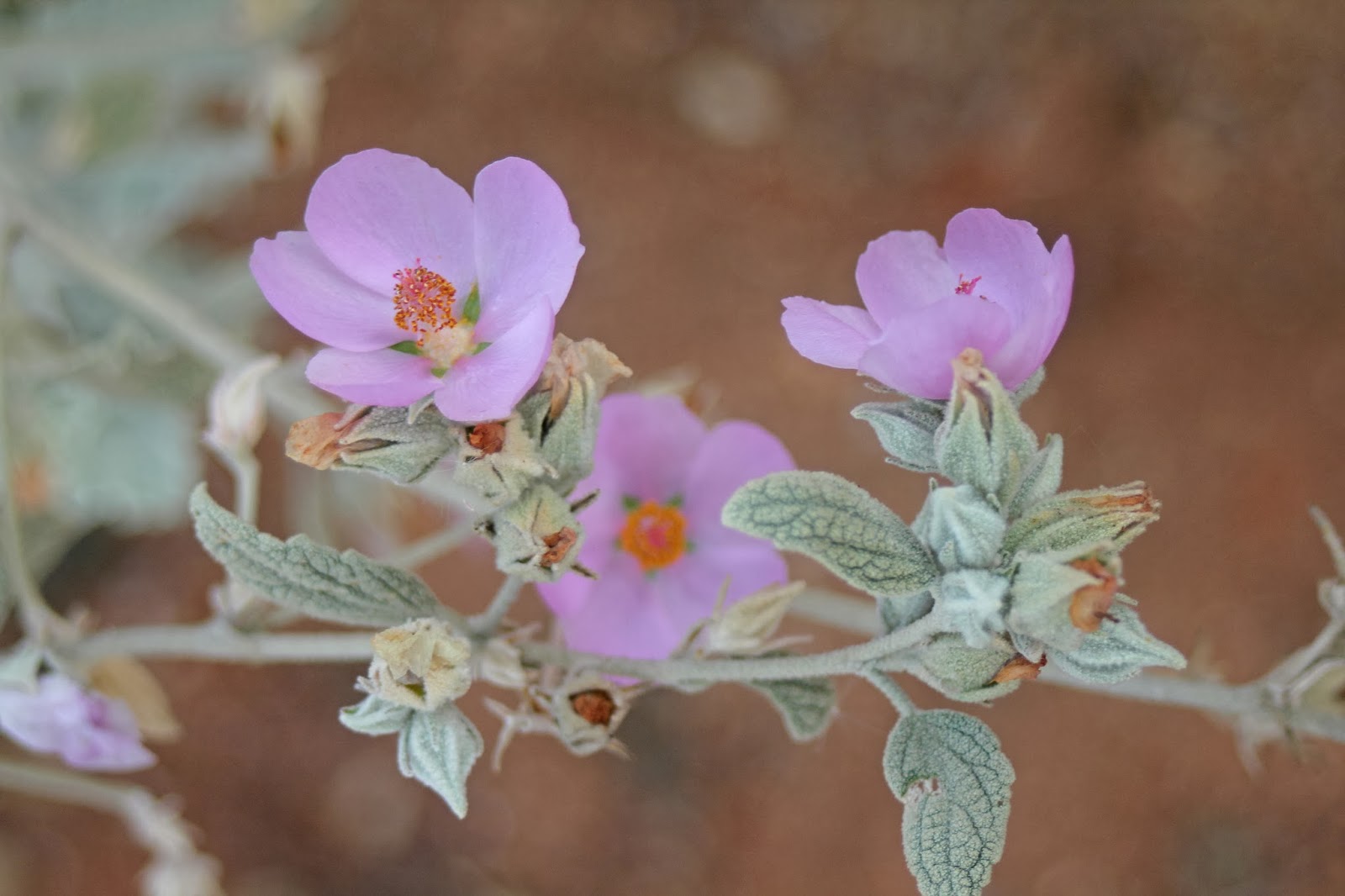 Camissonia's Corner A Requiem for Winter (oh, wait we just got 11