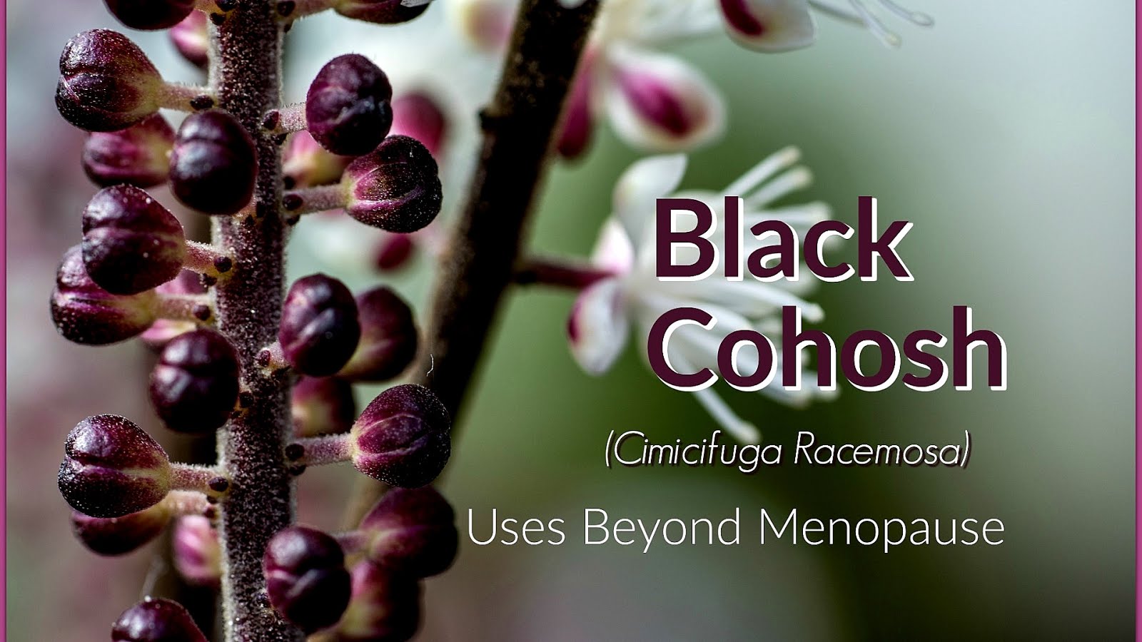 Black Cohosh Breast Cancer Black Choices