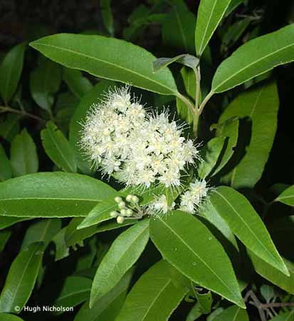 Lemon Myrtle Tea Cake Lemon Myrtle Tea Cake