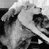 Selain Berkepala Dua Mereka Adalah Anjing Paling Aneh Yang Pernah Ada Selain Berkepala Dua Mereka Adalah Anjing Paling Aneh Yang Pernah Ada
