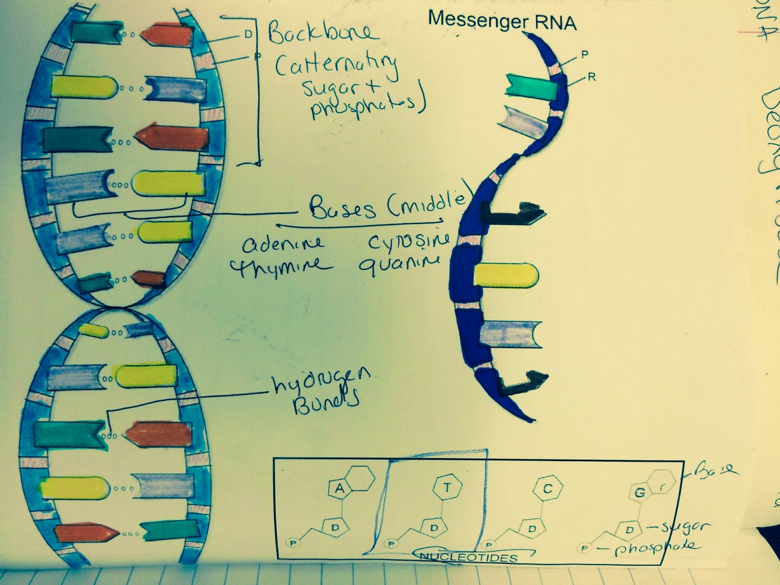 Mrs. Greeley Howard’s Biology Class: DNA coloring notes and questions