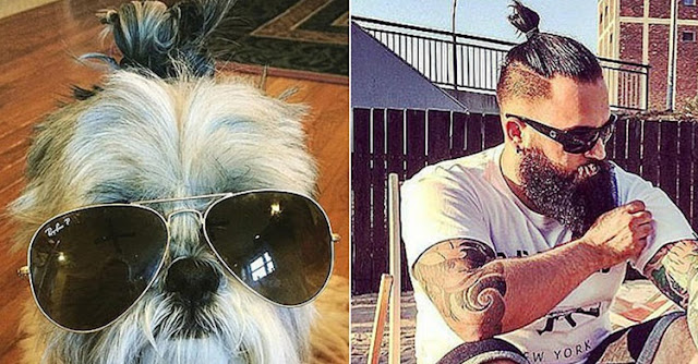 Por que você e seu shih tzu têm personalidades parecidas?