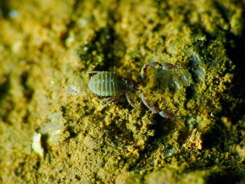 Villacarrillo Y Su Biodiversidad Nueva Especie Descubierta En Villacarrillo Y Su Biodiversidad Nueva Especie Descubierta En
