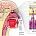 Essential Oils and Brain Injuries. The Truth We're Not Being Told...