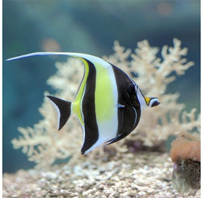 Zanclus Cornutus Zanclus Cornutus