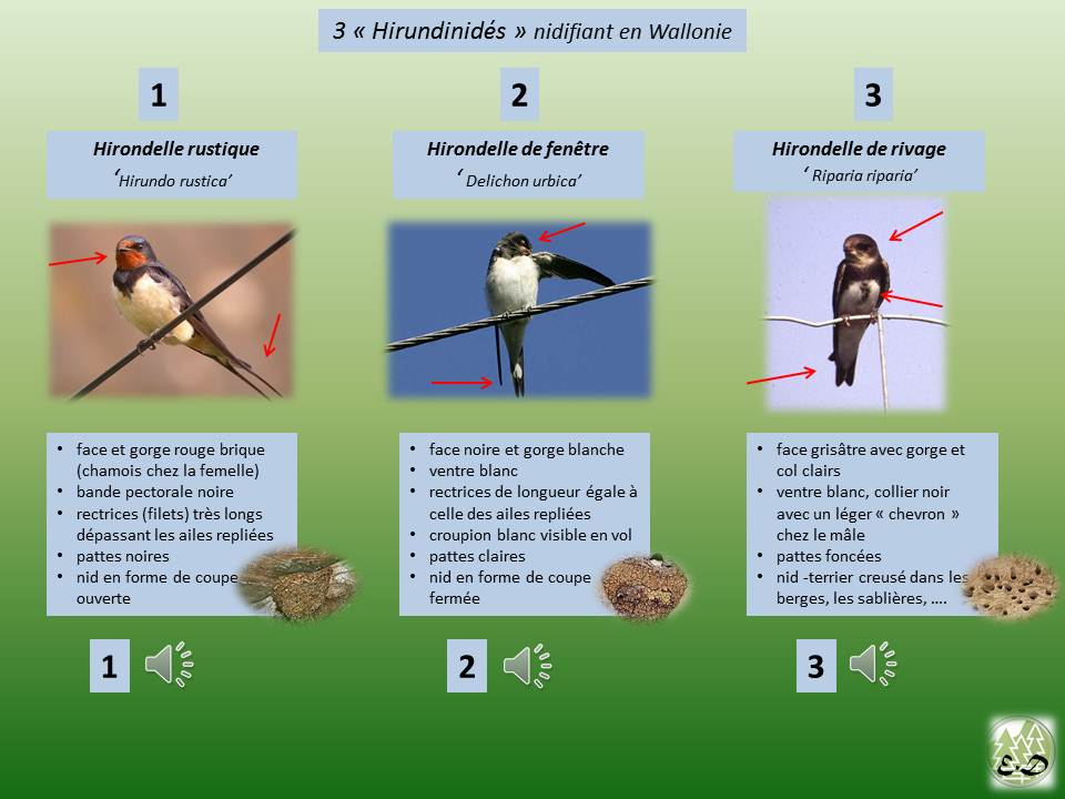 sylviculture-ecologie