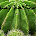 طريقة العناية بالصباريات في المنزل طريقة العناية بالصباريات في المنزل