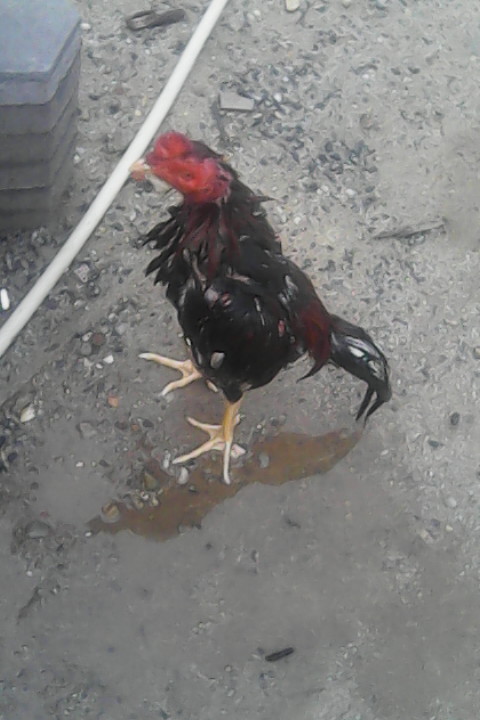 63+ Gambar Ayam Habis Tarung Paling Bagus 63+ Gambar Ayam Habis Tarung Paling Bagus