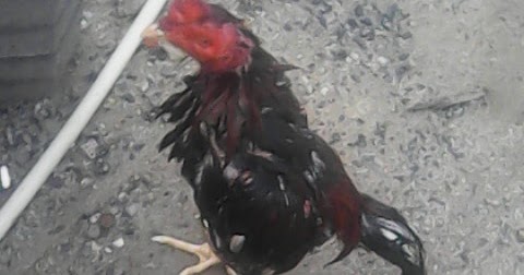 63+ Gambar Ayam Habis Tarung Paling Bagus 63+ Gambar Ayam Habis Tarung Paling Bagus