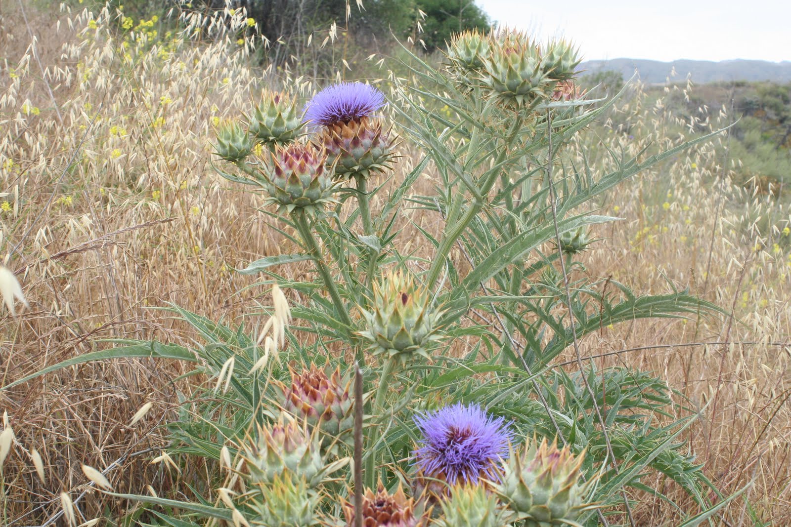 Beauty Of Flowers Artichoke thistle