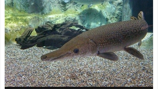 Makanan Ikan Aligator Agar Cepat Besar Dan Gemuk Makanan Ikan Aligator Agar Cepat Besar Dan Gemuk