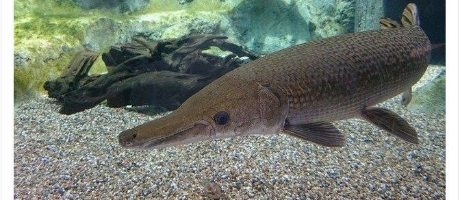 Makanan Ikan Aligator Agar Cepat Besar dan Gemuk