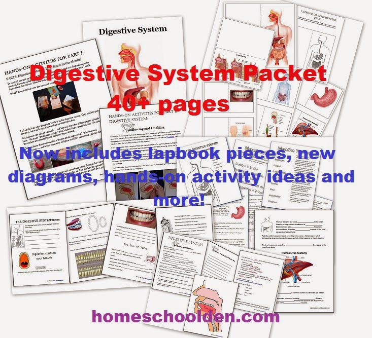 The Homeschool Den Human Body Unit Heart and Circulatory System