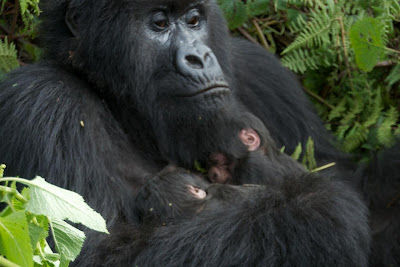 Gorilla safaris, tracking, hiking, trekking rwanda