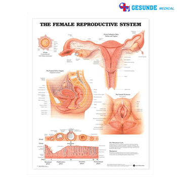 Jual Anatomical Chart Sistem Reproduksi Perempuan Anatomical Chart Sistem Reproduksi Perempuan