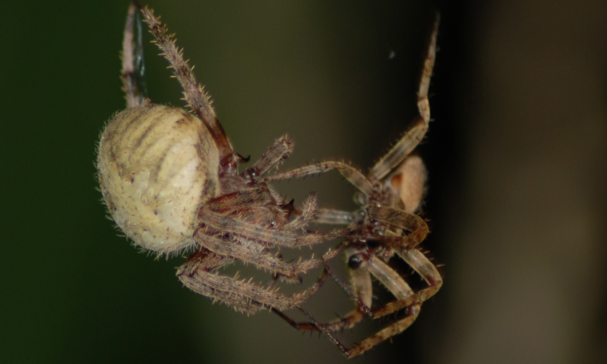 MObugs Barn Spider