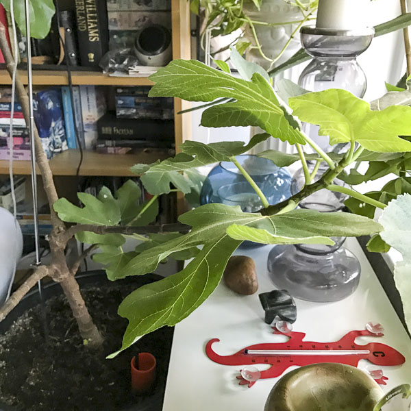 figtree, fikonträd figtree, fikonträd