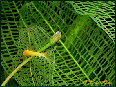 Aponogeton Madagascariensis Aponogeton Madagascariensis