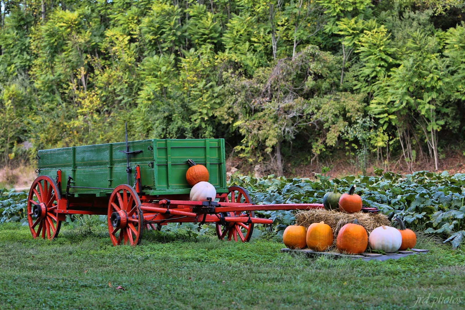 Just A Pic Laurels Pumpkin Patch