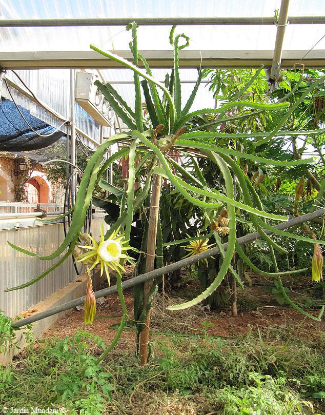 Sangrando en verde Pitahaya amarilla, Hylocereus megalanthus