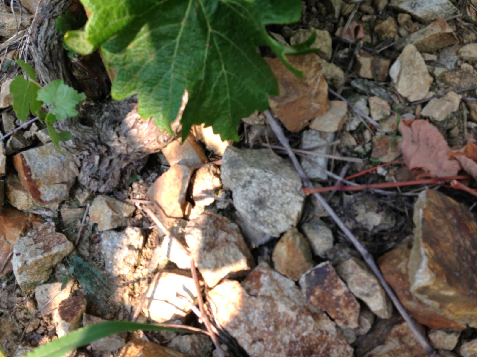 the incorrigible d grape What Does it Mean to be a Steward of the Land