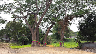 Heilige Bäume in Thailand