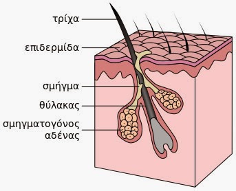 Τριχόπτωση - πρόληψη και θεραπεία, από το φαρμακείο της φύσης Τριχόπτωση - πρόληψη και θεραπεία, από το φαρμακείο της φύσης