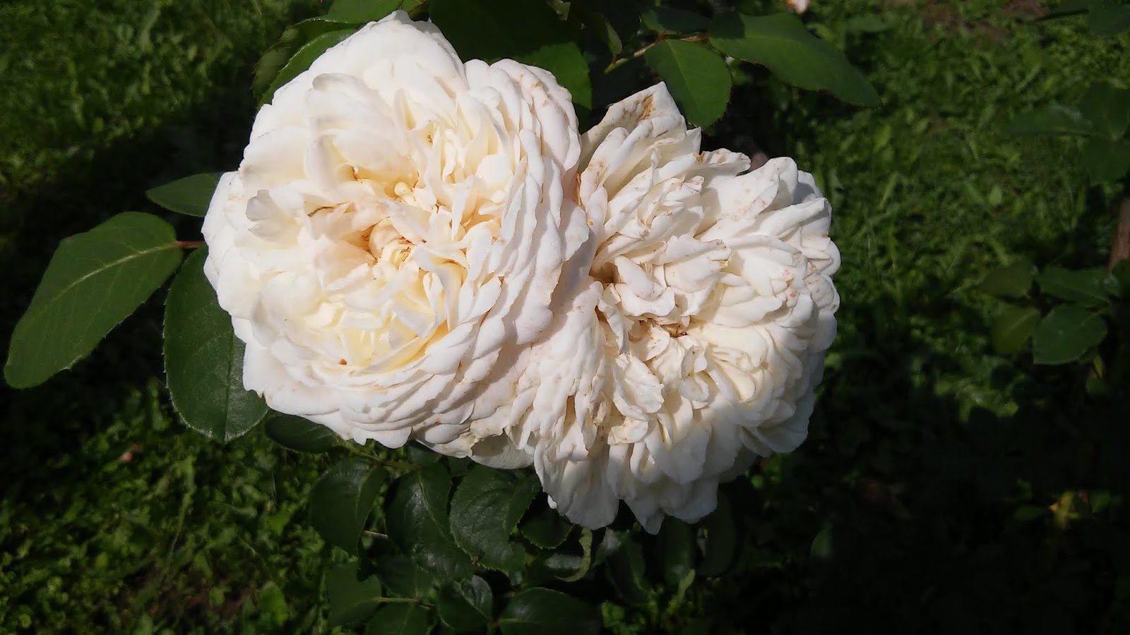 Ranczo Elma: Róża (Rosa) Nina Renaissance