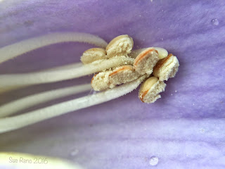 Royal Paulownia flower, macro