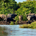 Kaziranga National Park & Tiger Reserve Assam, India