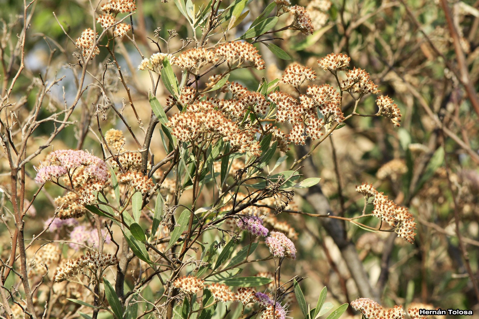 Flora Bonaerense: Aliso de río (Tessaria integrifolia)