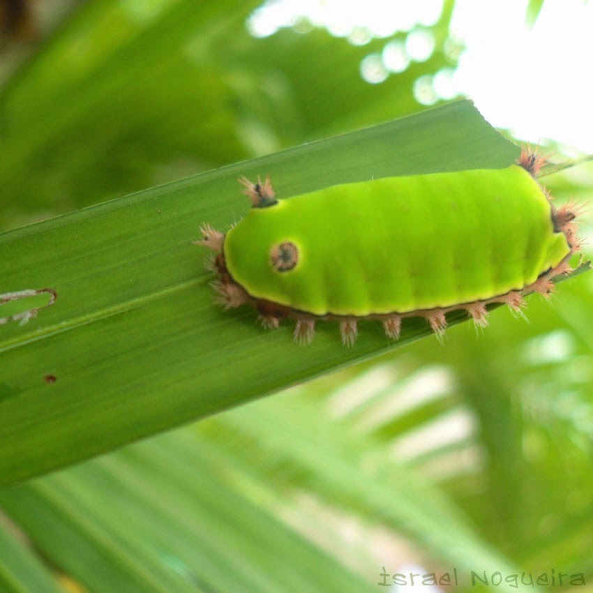 Foto: Lagarta verde dos toras de Arachides que munching em uma folha