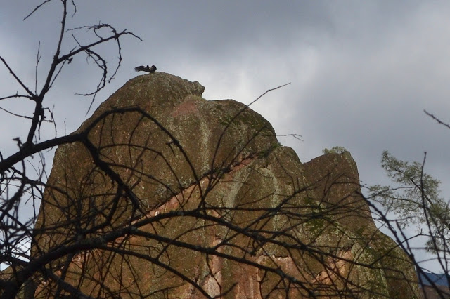 California condor