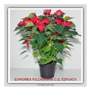 Euphorbia-Pulcherrima-C2L-Icepunch