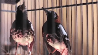Burung Anis Kembang Ternak Anis Kembang