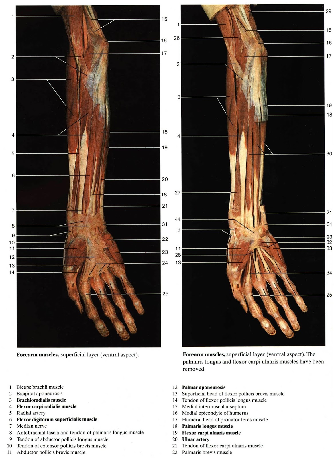 PERPUS Color Atlas of Anatomy Rohen, Yokochi
