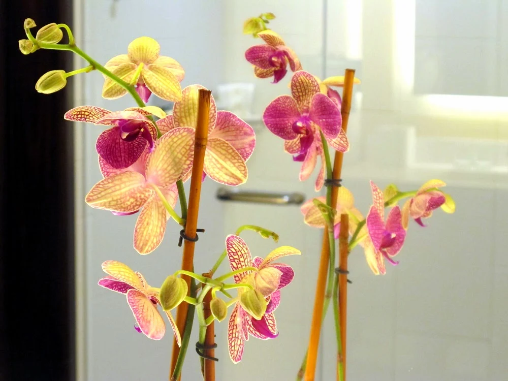 orchids in the bathroom