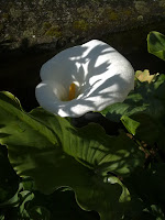 Primavera