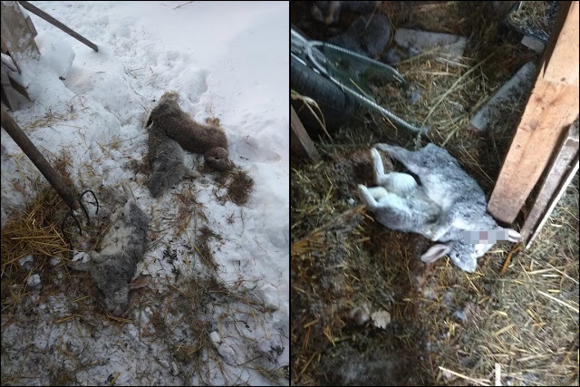 Возвращение Чупакабры: в Толбазах погибли 9 кроликов Возвращение Чупакабры: в Толбазах погибли 9 кроликов