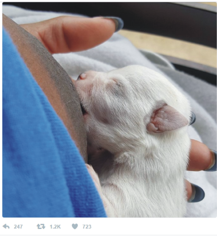 Checkout Photo Of A Lady Breastfeeding A Puppy See People's Reactions
