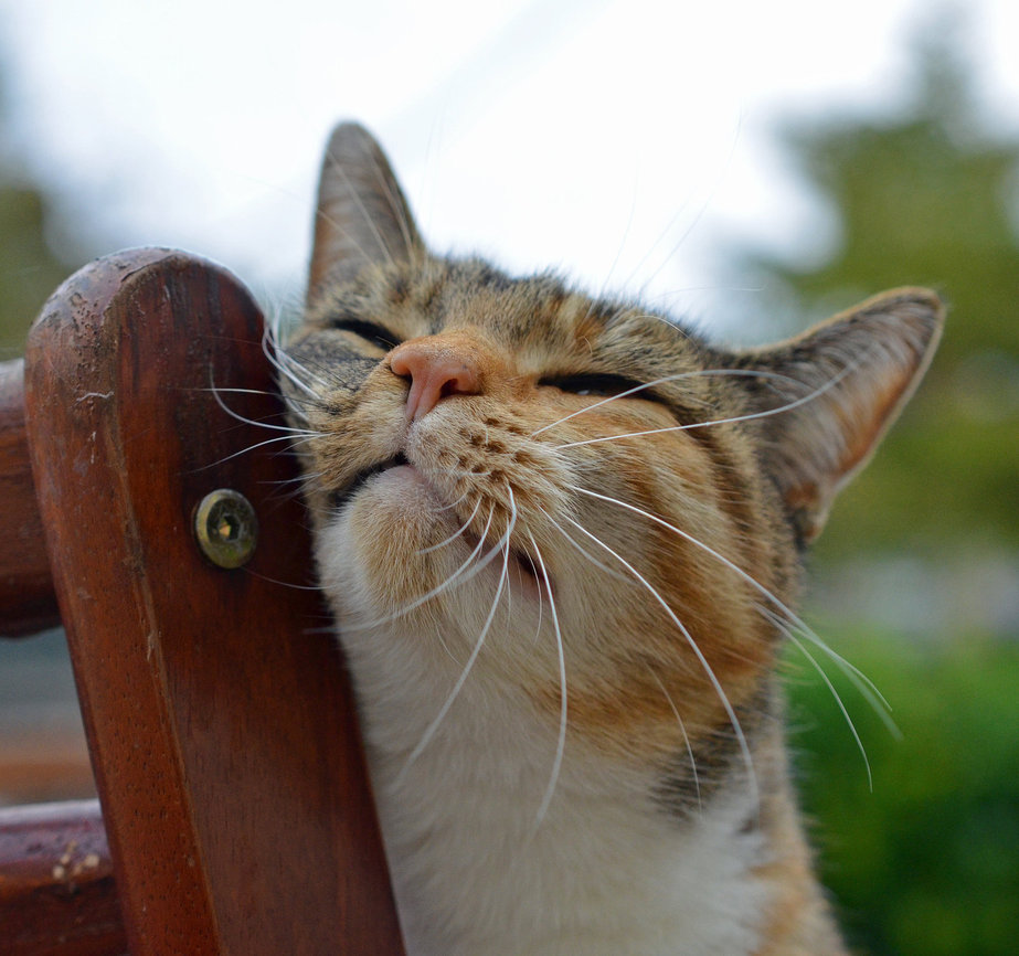 comportamentul pisicii cu prostatită balsam pentru prostatită