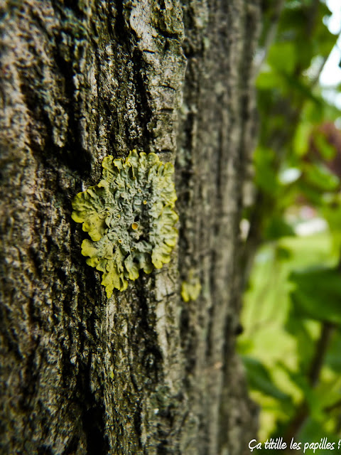 Ça titille les papilles !, Arbre, Ecorce, Lichen, Macro, Flore