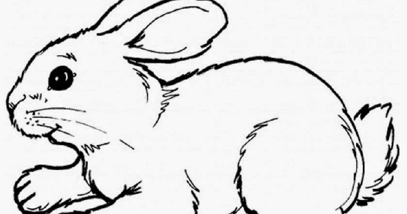 Cute Baby Bunny Coloring Pages - Colorings.net