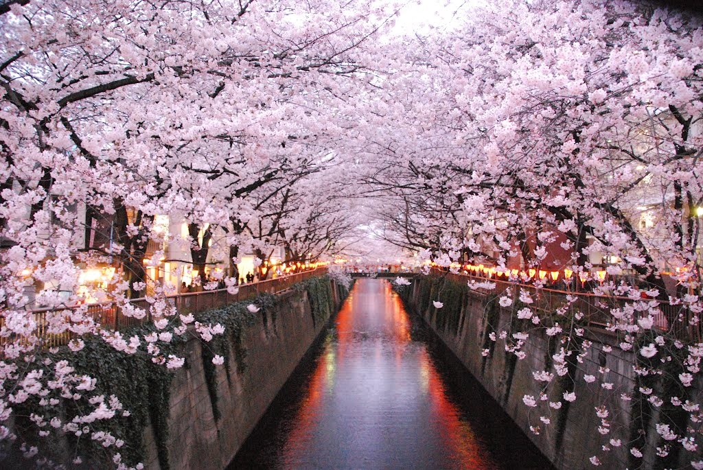 HANAMI LA FIORITURA DEI CILIEGI IN GIAPPONE Trova voli low cost e hotel Volidubai.it