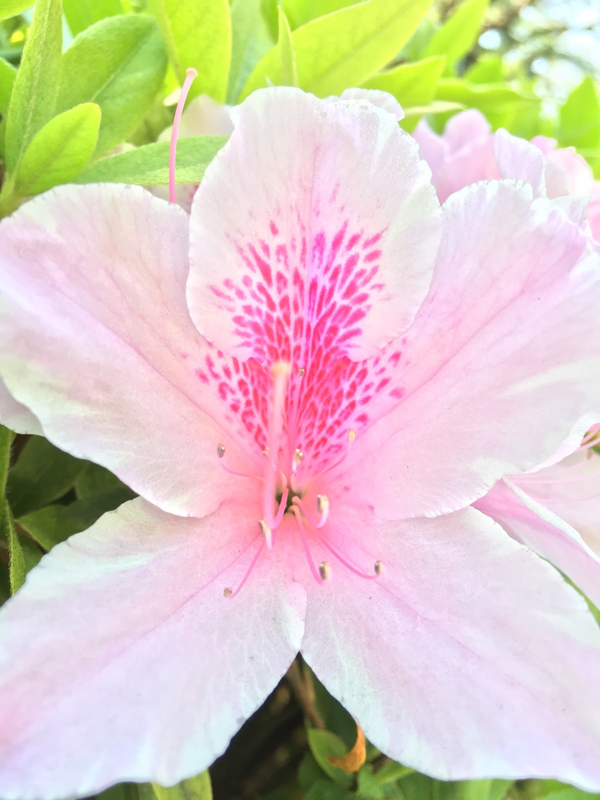 Amazing (and poisonous) Azaleas