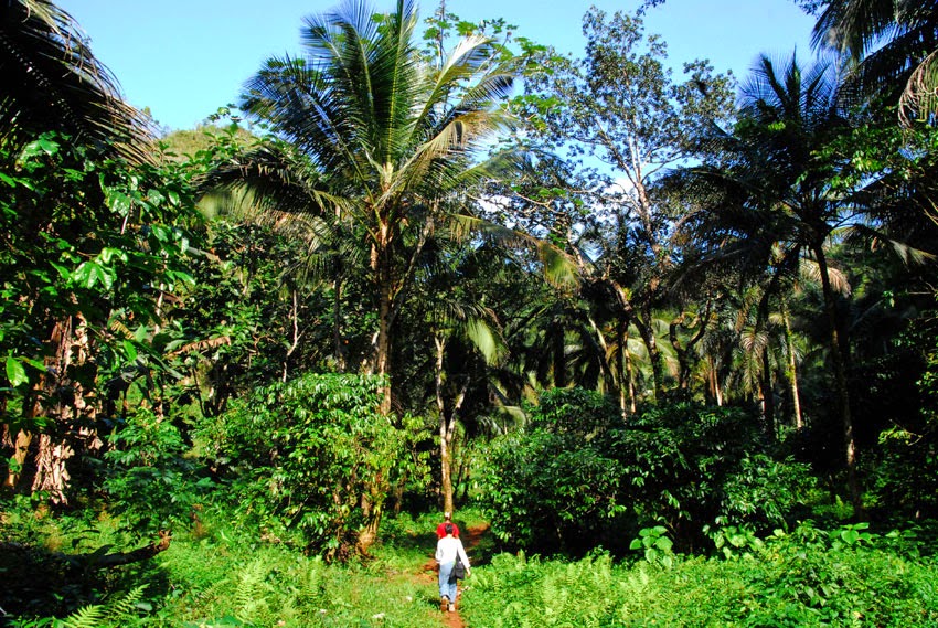 Resultado de imagen para bosque dominicano