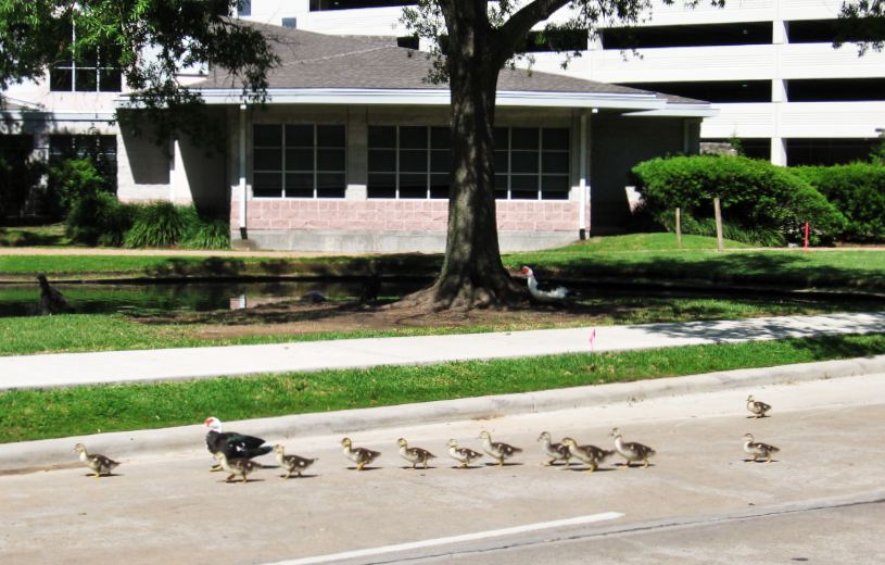 HTownWest Photo Blog Duck traffic control Pics of ducks and duck