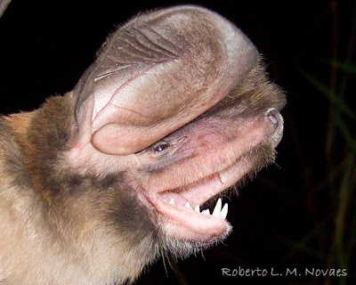 Dwarf bonneted Bat