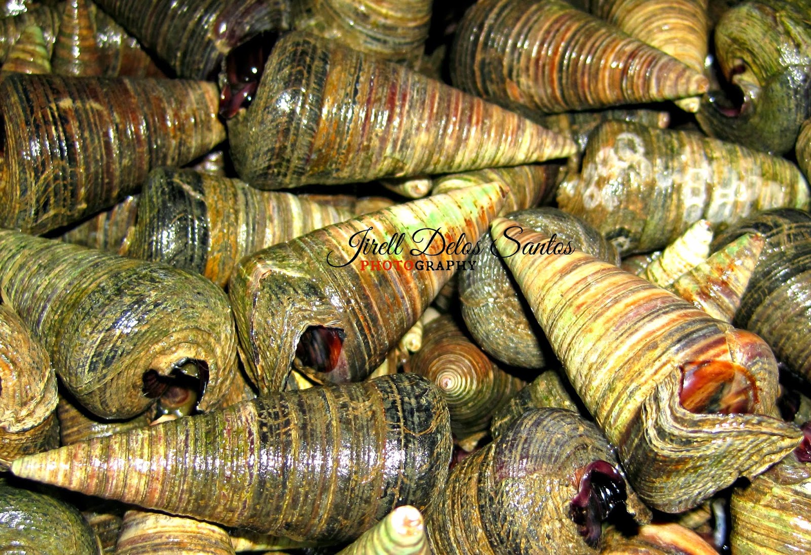 Jirell Delos Santos Photography TELESCOPE HORNSNAIL BAGONGON