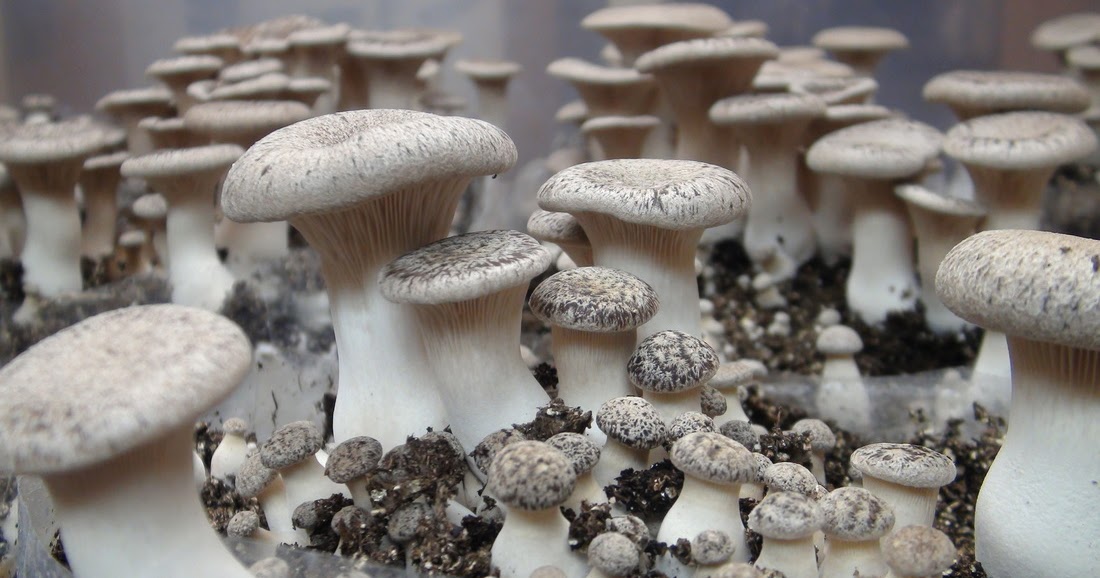 JMP Mushroom King Oyster Mushroom Pleurotus eryngii